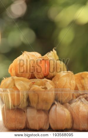 Cape gooseberry fruit brown autumn crops on green spring bokeh background with copyspace or space for text.