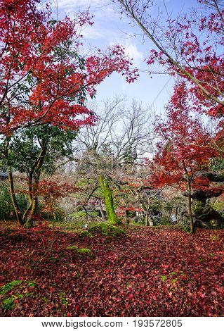 Autumn Scenery In Kyoto, Japan