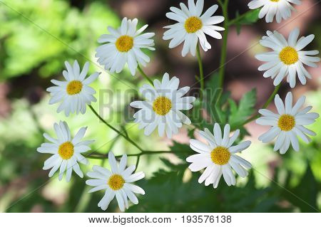 blooming chamomile flowers close-up. Flower in the garden