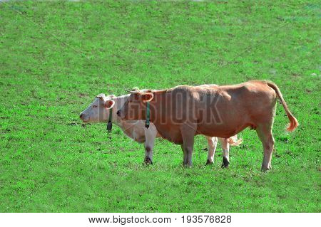Two cows grazing in a green field. Farmland industry. Empty copy space for Editor's text.