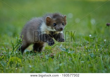Beautiful cute beech marten, forest animal, Martes foina, Stone marten, detail portrait. Small predator with the tree trunk near forest. Czech republic, europe.
