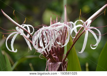 purple lily flower plant native to Hawaii