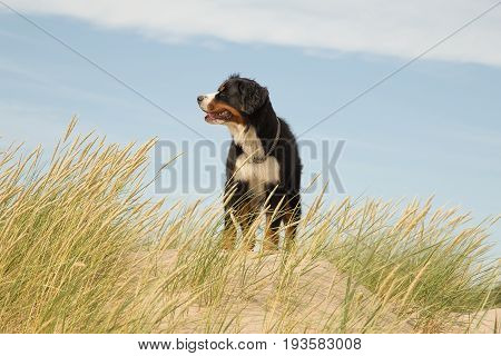 bernese mountain dog in the grass on sand dunes