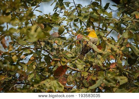 Yellow indian pidgeon on a tree in Kaziranga National Park in indian Assam