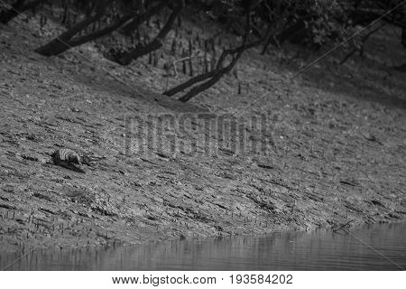 gigantic salted water crocodile caught in mangroves of Sundarbans in India