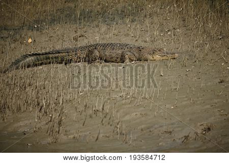 gigantic salted water crocodile caught in mangroves of Sundarbans in India