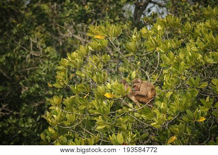 macaque rhesus with baby on a tree in indian Sundarbans/macaque rhesus with baby/Sundarbans tiger reserve in India
