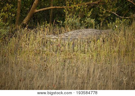 gigantic salted water crocodile caught in mangroves of Sundarbans in India