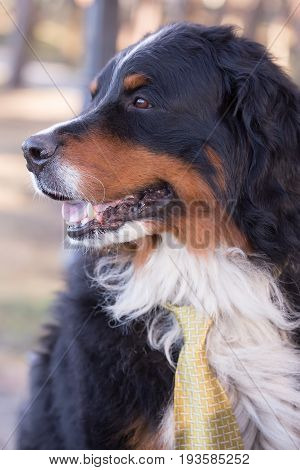 bernese mountain dog in tie closeup portrait