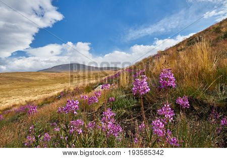 Beautiful flowers in the field. Sunset in the steppe a beautiful evening sky with clouds plato Ukok no one around Altai Siberia Russia