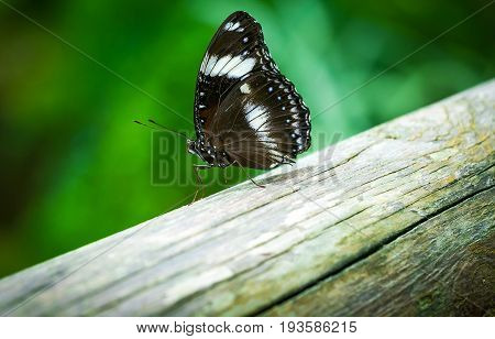 Butterfly , Cute Insect With Brown, White And Blue Colored Wings Sitting On Old Wood On Natural Back