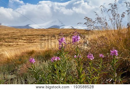 Beautiful flowers in the field. Sunset in the steppe a beautiful evening sky with clouds plato Ukok no one around Altai Siberia Russia
