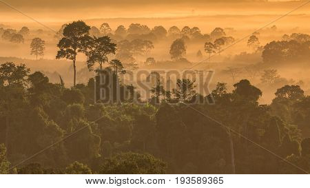 The Forest Around Hin Pad, Khiri Rat Nikhom District, Surat Thani, Thailand..