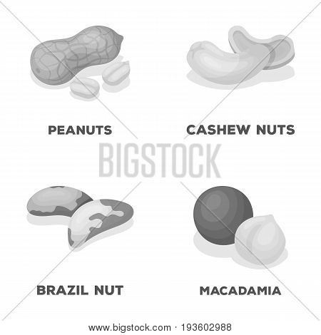 Peanuts, cashews, brazil nuts, macadamia.Different kinds of nuts set collection icons in monochrome style vector symbol stock illustration .