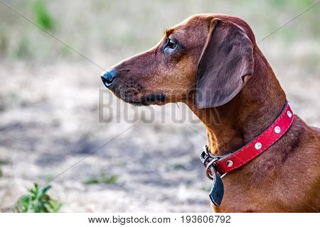 Portrait of a hunting dachshund dog in profile