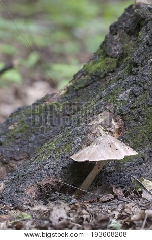 Deer Mushroom (Pluteus cervinus) in a grass close up
