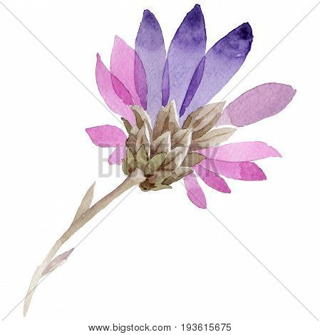 Wildflower immortelle flower in a watercolor style isolated. Full name of the plant: immortelle. Aquarelle wild flower for background, texture, wrapper pattern, frame or border.