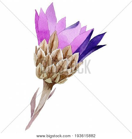 Wildflower immortelle flower in a watercolor style isolated. Full name of the plant: immortelle. Aquarelle wild flower for background, texture, wrapper pattern, frame or border.