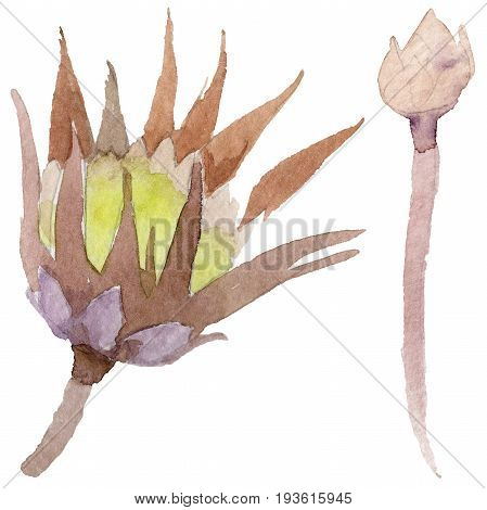 Wildflower immortelle flower in a watercolor style isolated. Full name of the plant: immortelle. Aquarelle wild flower for background, texture, wrapper pattern, frame or border.