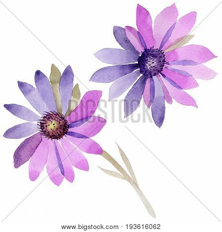 Wildflower immortelle flower in a watercolor style isolated. Full name of the plant: immortelle. Aquarelle wild flower for background, texture, wrapper pattern, frame or border.
