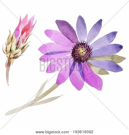 Wildflower immortelle flower in a watercolor style isolated. Full name of the plant: immortelle. Aquarelle wild flower for background, texture, wrapper pattern, frame or border.
