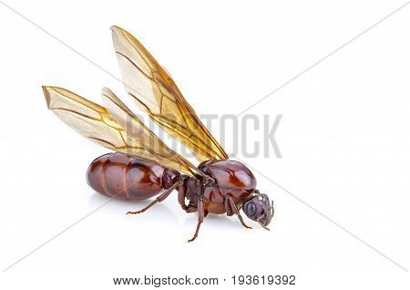 Subterranean ant (Scientific Name is 