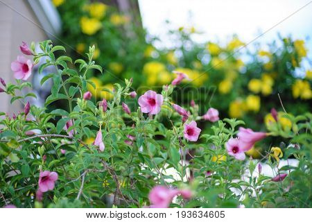 Yellow Allamanda flower Bush with Purple Allamanda flower Bush in background