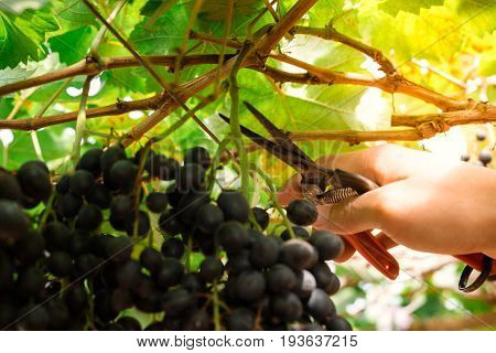 Branches of red wine grapes growing in Italian fields. Close up view of fresh red wine grape in Italy. Vineyard view with big red grape growing. Ripe grape growing at wine fields. Natural grapevine