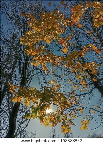 the last leaves fall from trees on a sunny autumn day