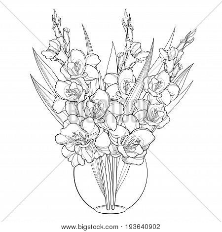 Vector bouquet with Gladiolus or sword lily in vase. Flower bud and leaf in black isolated on white background. Floral elements in contour style with gladioli for summer design and coloring book.
