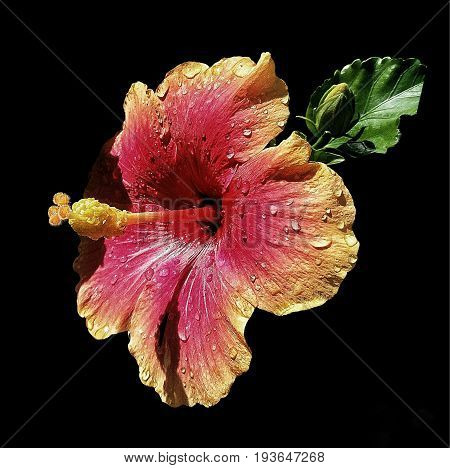 close-up of an orange and red hibiscus on black background