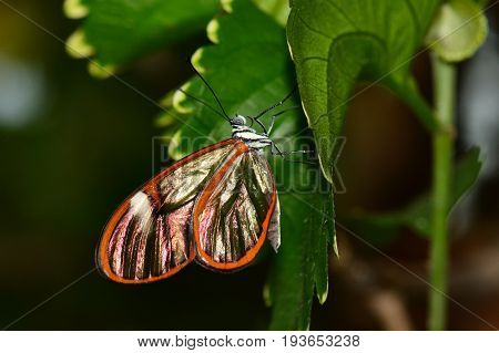 A delicate glasswing butterfly lands in the gardens for a visit.