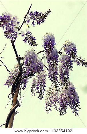 a branch of wisteria showing their purple flowers