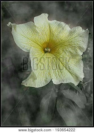 a yellow flower opens and shows us their pistils