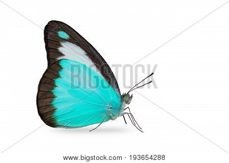 Chocolate Albatross (appias Lyncida) Butterfly