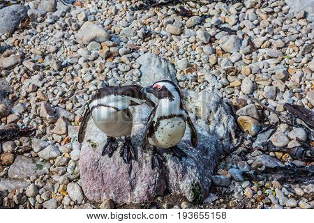  Pair of African black - white penguins on the Atlantic coast. Boulders Penguin Colony in the Table Mountain National Park, South Africa. The concept of  ecotourism