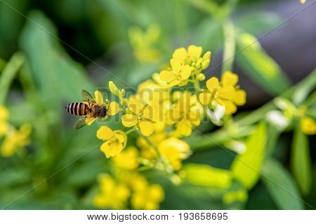 Closeup bee eating nectar on the small yellow flowers of Sinapis Arvensis or Wild Mustard