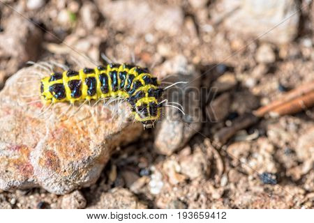 Closeup journey of the little worm with a black and yellow on the rock are finding their way on the ground under the sunlight