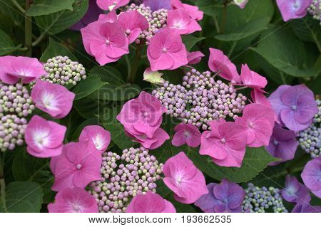Hortense blooms in the garden Large flowers of garden hydrangea Pink on a green background