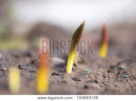 A plant in a park in nature. A photo