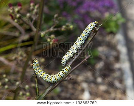 colorful mullein moth caterpillars on figwort plants in a summer garden