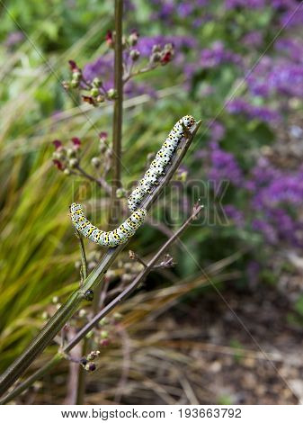 two mullein moth caterpillars cucullia verbasci on figwort plants in summer