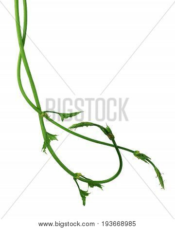 Branches of hops with leaves and buds isolated on white background without shadow. Close-up. Brewing. Medicinal herbs. Ingredients.