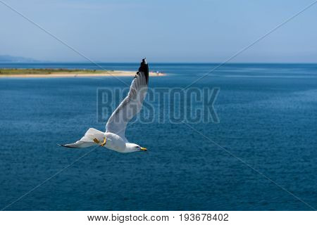 Seagull ( sea mew ) flying around the ferry boat to greek island Thasos