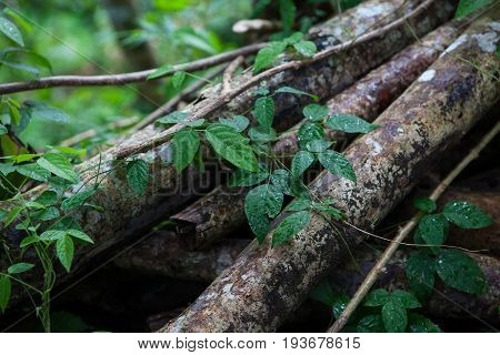 The leaves of the creeper on the old branches of a tree in a tropical forest after the rain