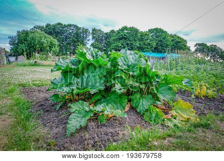 Rhubarb patch growing in the allotment. Early summer and shows large green leaves on edible stalks.