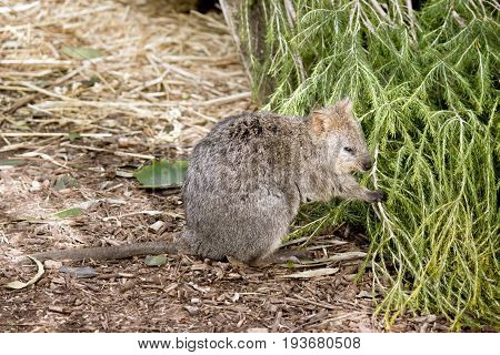 the quokka is standing eating a bush
