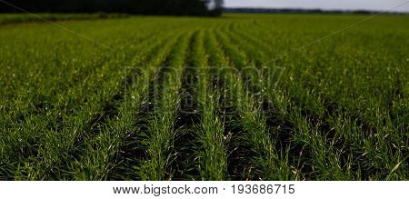 Neat rows of green sprouts of corn wheat tea or other agricultural plants and crops cultivated on farmer's land in rural area or countryside. Shallow depth of field. Organic products and food