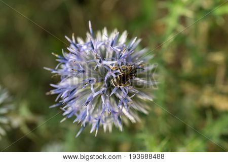 A close up of a female bee with her pollen basket full