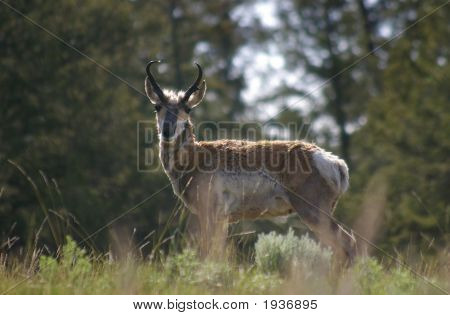 Antilope